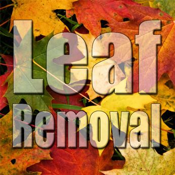Leaf Removal